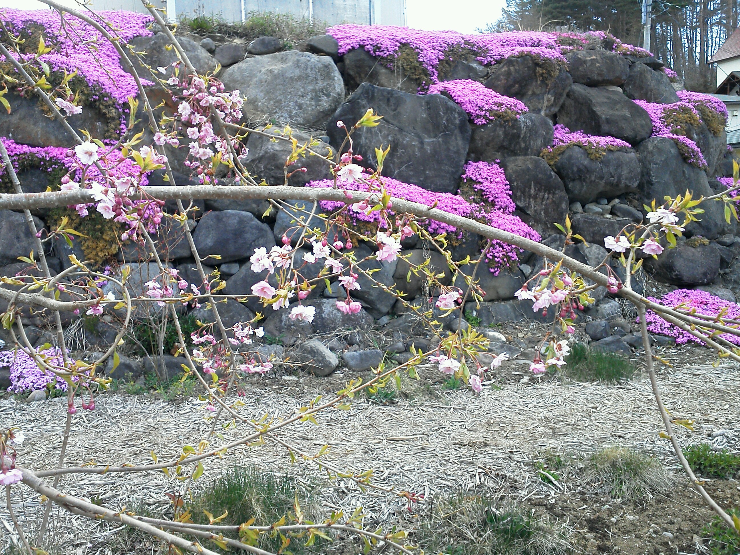 枝垂れ桜と芝桜